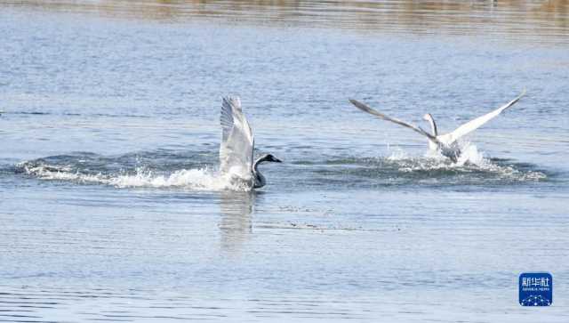 天鹅遨游燕山深处 天鹅遨游燕山深处
