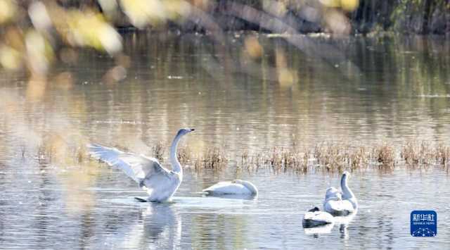 天鹅遨游燕山深处 天鹅遨游燕山深处