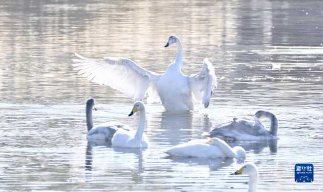 天鹅遨游燕山深处 天鹅遨游燕山深处