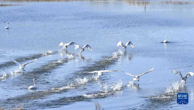 天鹅遨游燕山深处 天鹅遨游燕山深处