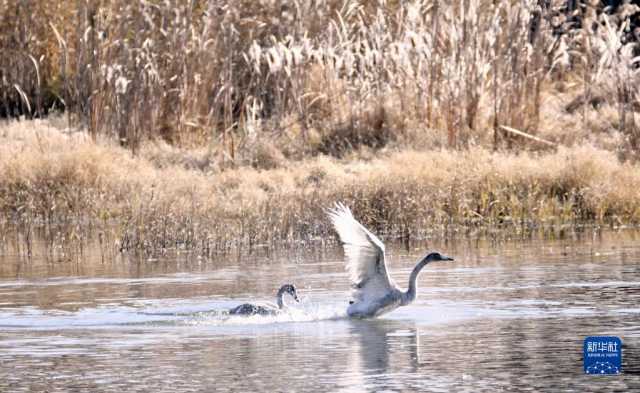 天鹅遨游燕山深处 天鹅遨游燕山深处