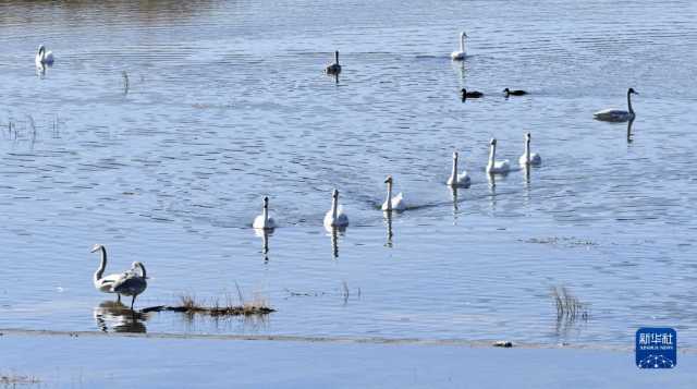 天鹅遨游燕山深处 天鹅遨游燕山深处