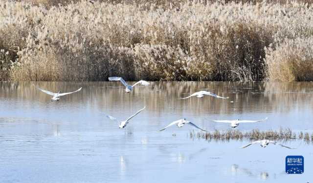 天鹅遨游燕山深处 天鹅遨游燕山深处