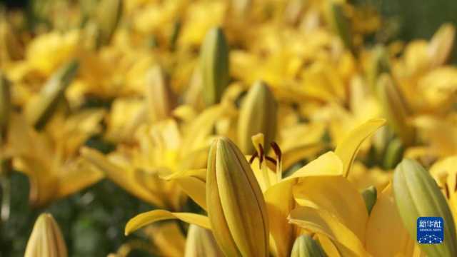 守好最北生态屏障——黑龙江大兴安岭林区转型记 守好最北生态屏障——黑龙江大兴安岭林区转型记