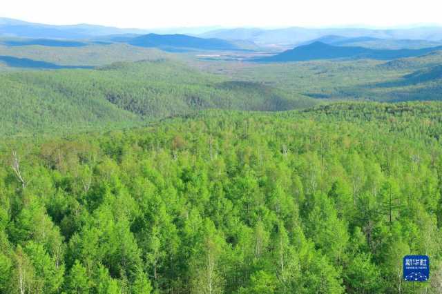 守好最北生态屏障——黑龙江大兴安岭林区转型记 守好最北生态屏障——黑龙江大兴安岭林区转型记