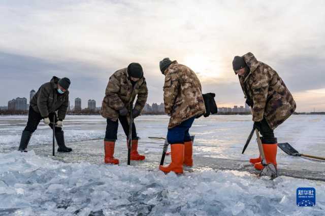 “冰城”哈尔滨进入“采冰季”
